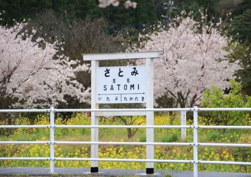 満開の桜と菜の花・小湊鉄道　里見駅（千葉県）