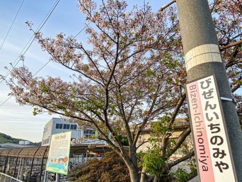 4月10日　備前一宮駅の桜のようす。