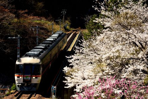 高山本線の渓谷の桜風景を行くキハ８５系特急「ワイドビューひだ号」他（飛騨小坂～渚）