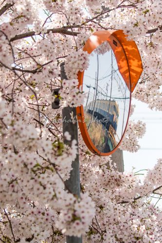 山陽電車の桜