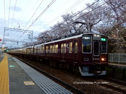 阪急電車とサクラ