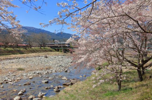 高山本線の春を飾る桜風景を行くキハ８５系特急「ワイドビューひだ号」（久々野～飛騨一ノ宮）