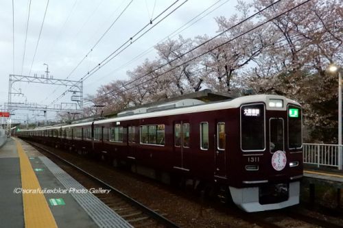 阪急電車と夕方のサクラ1