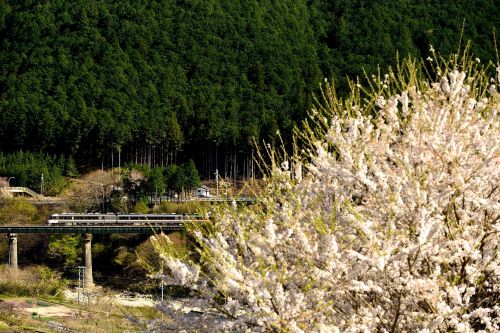 高山本線の春爛漫の桜風景のある鉄橋を行くキハ８５系特急「ワイドビューひだ号」（飛騨宮田～上呂）
