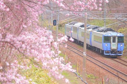 函館本線のサクラ街道をゆく列車たち
