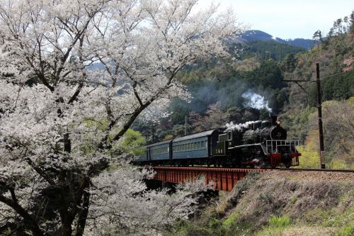 タイから還ってきた機関車が桜花の下を走っていく　- 大井川鉄道・2008年 -