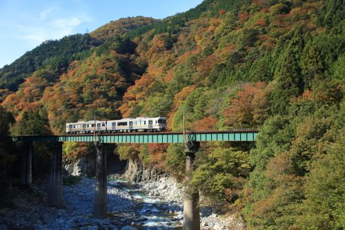 高山本線の紅葉風景を行くキハ２５系ローカル列車とキハ８５系特急「ワイドビューひだ号」（飛騨小坂～渚）