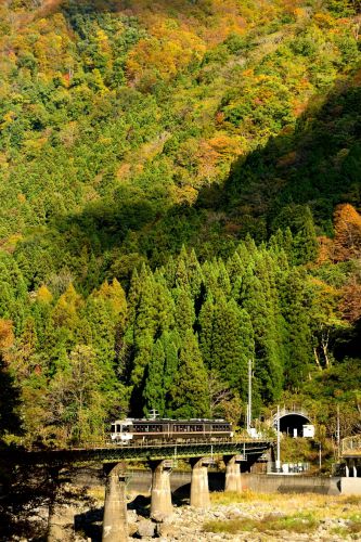 高山本線の秋を飾る紅葉風景を行くキハ８５系特急「ワイドビューひだ号」他（角川～坂上）