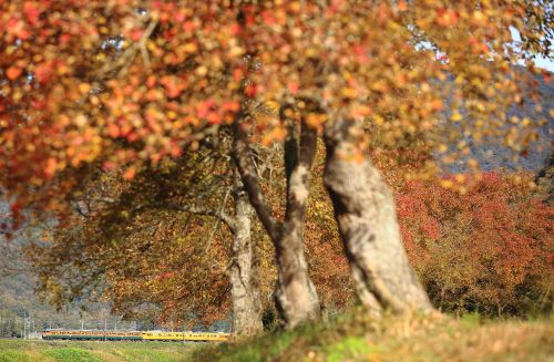 山陽本線の紅葉のある風景の中を行く１１５系湘南色電車と桃太郎ことＥＦ２１０牽引のコンテナ貨物（三石～上郡）