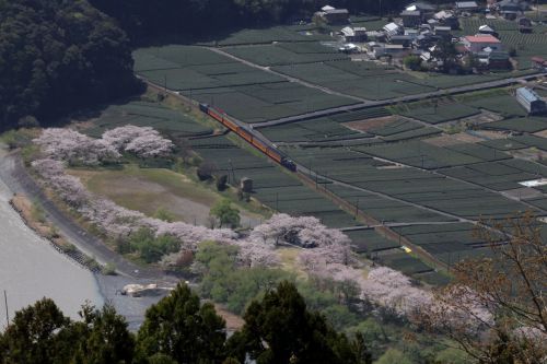 濃緑の茶畑に新緑芽吹き桜咲く中を鮮やかな色の汽車が通り過ぎる　- 2021年・大井川鉄道 -