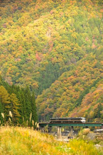 高山本線の紅葉と霧の風景の中を行くキハ８５系特急「ワイドビューひだ号」とキハ２５系ローカル列車（角川～飛騨細江）