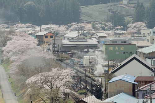 桜に囲まれる駅　- 大井川鉄道・2014年 -
