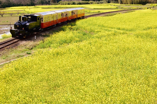 黄金色の大崎平野を往く、国鉄色DE10牽引の石巻線8651列車を撮る！(トヤケ森山俯瞰編)